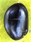  Seed with pleurogram